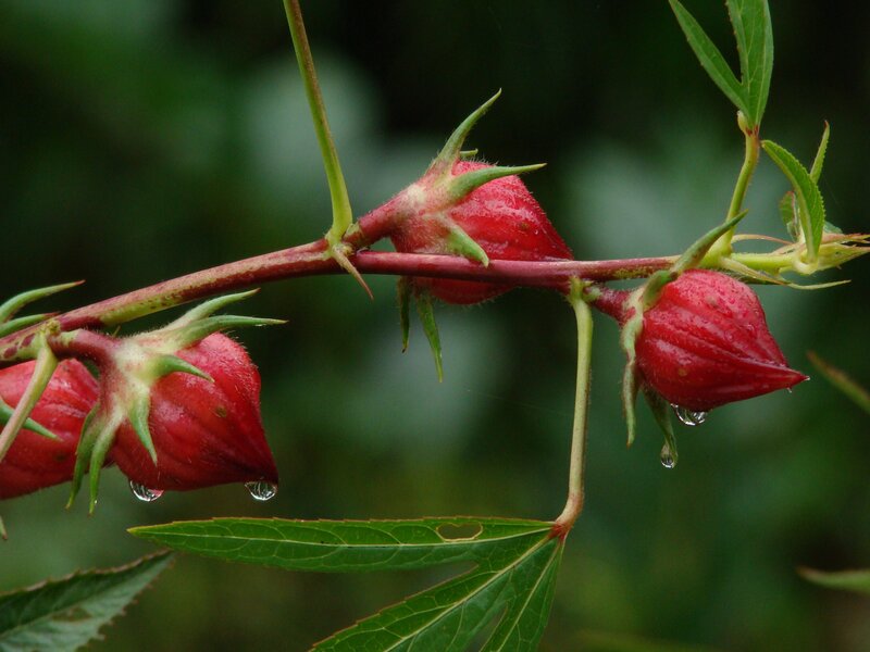 red hibiscus buds with water droplets