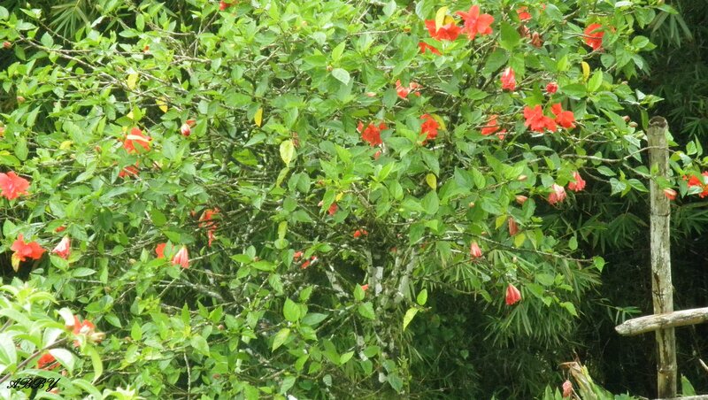 Red Hibiscus Bush — Green