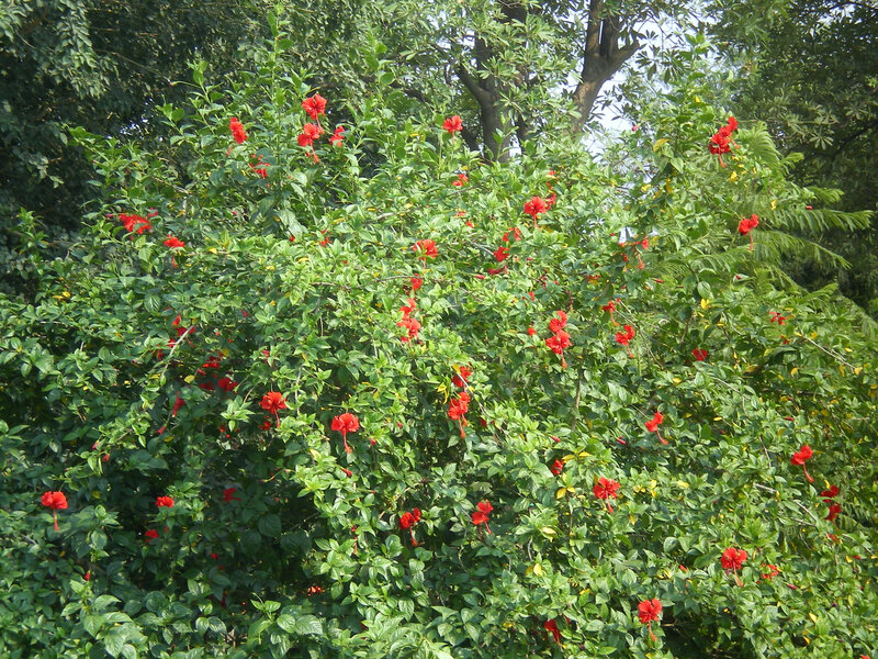Red Hibiscus Bush