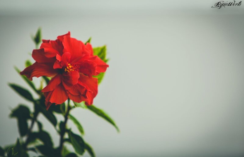 red hibiscus flower