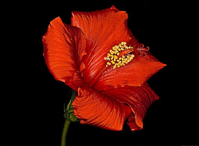 Red hibiscus flower