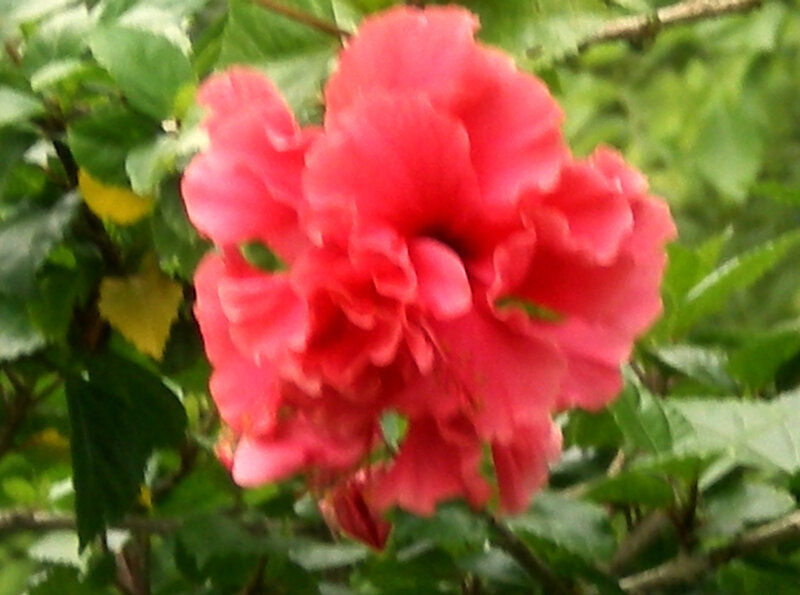 red hibiscus flower