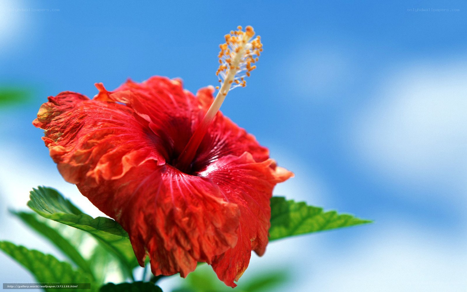 Red hibiscus flower against blue sky