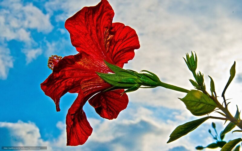 Red hibiscus flower against blue sky