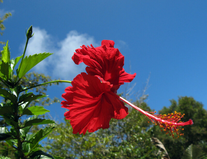 Red hibiscus flower against blue sky