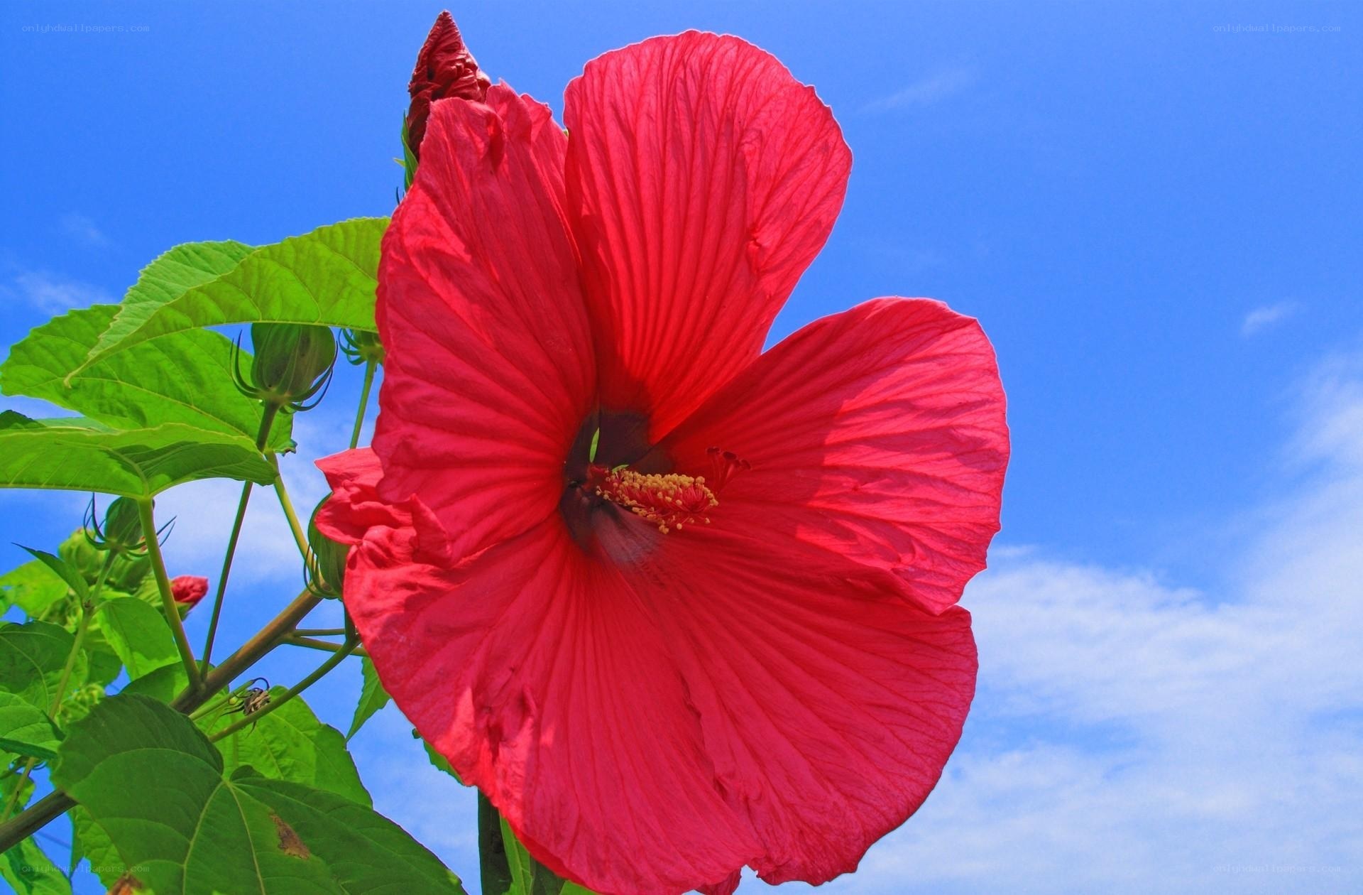 Red hibiscus flower against blue sky
