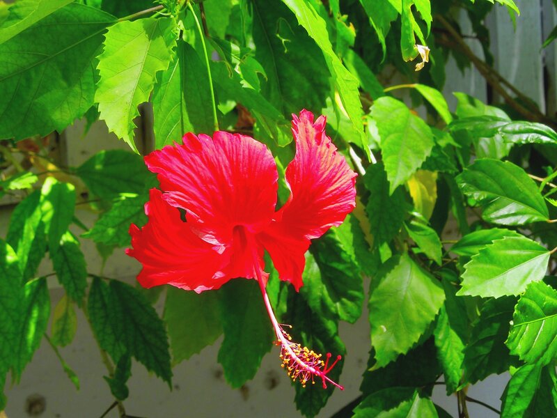 Red Hibiscus Flower — Bright, Afternoon, Photograph