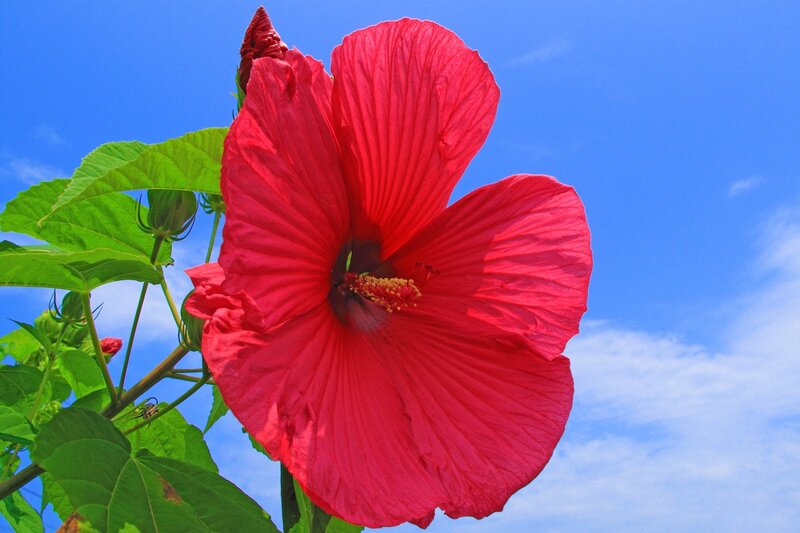Red Hibiscus Flower — Bright, Afternoon