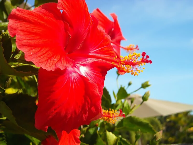 Red Hibiscus Flower — Bright