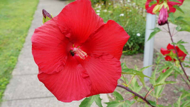 Red Hibiscus Flower — Calm, Afternoon, Photograph, Bee