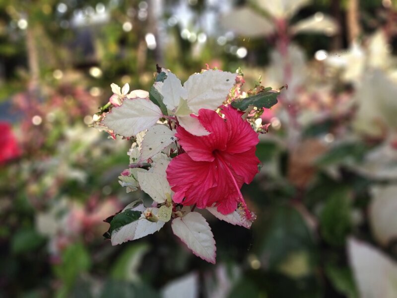 Red Hibiscus Flower — Calm, Afternoon, Photograph, Leaves