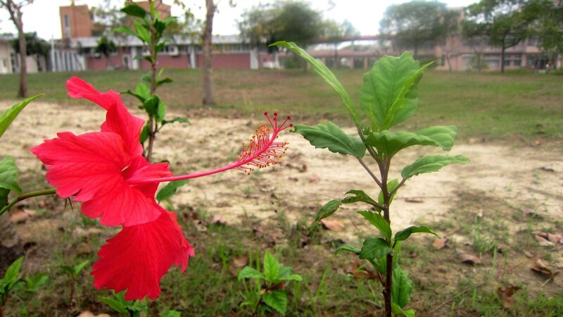 Red Hibiscus Flower — Calm, Afternoon, Photograph, Plant
