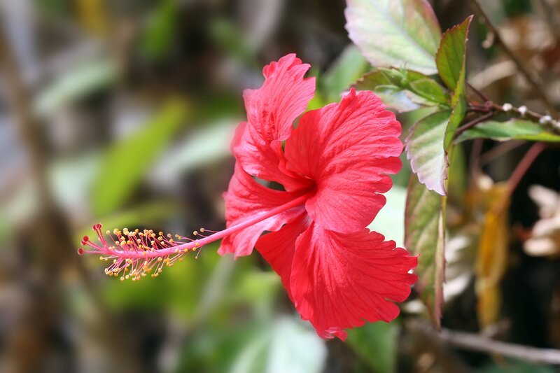 Red Hibiscus Flower — Calm, Afternoon, Photograph, Stamen