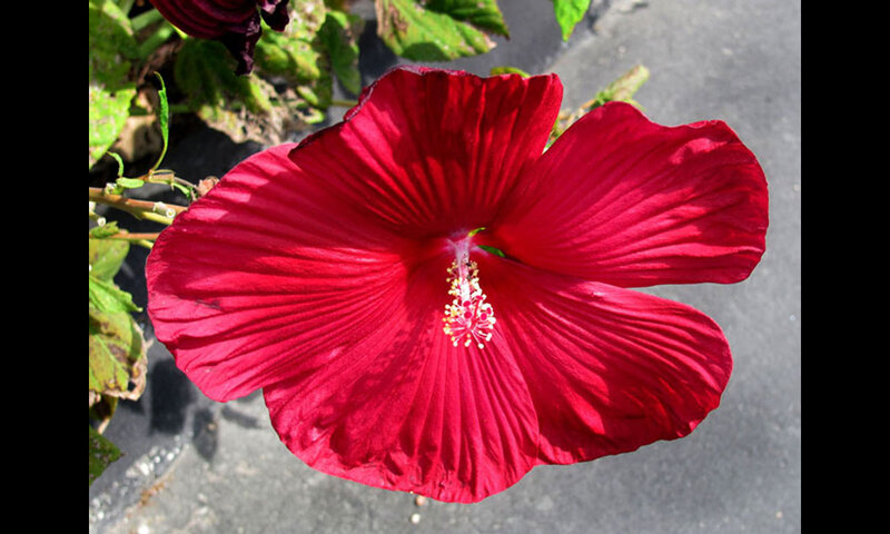 Red Hibiscus Flower — Calm, Afternoon, Photograph