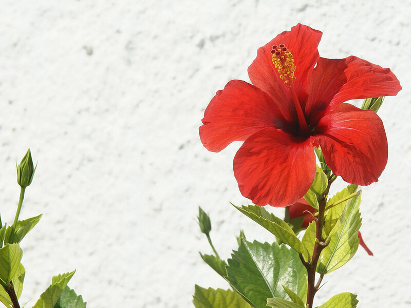 Red Hibiscus Flower — Calm, Afternoon