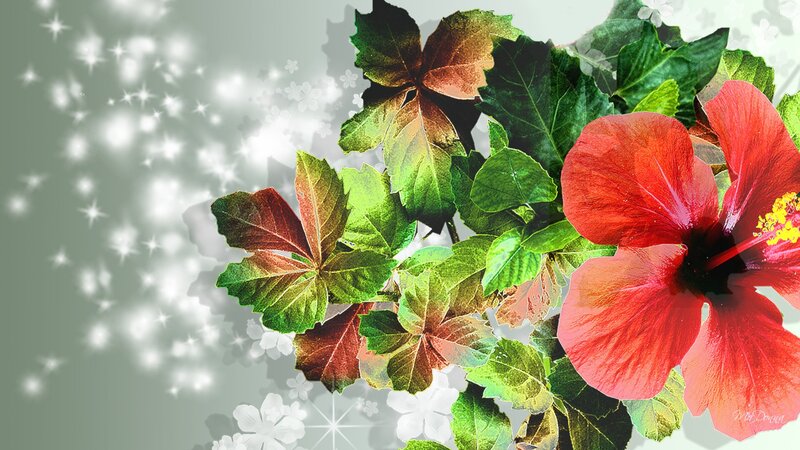 Red Hibiscus Flower — Calm, Digital Art