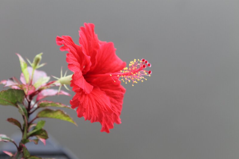 Red Hibiscus Flower — Calm, Photograph, Bud