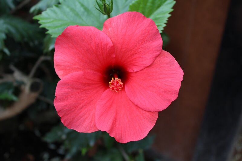 Red Hibiscus Flower — Calm, Photograph, Green Leaves, Flower Center