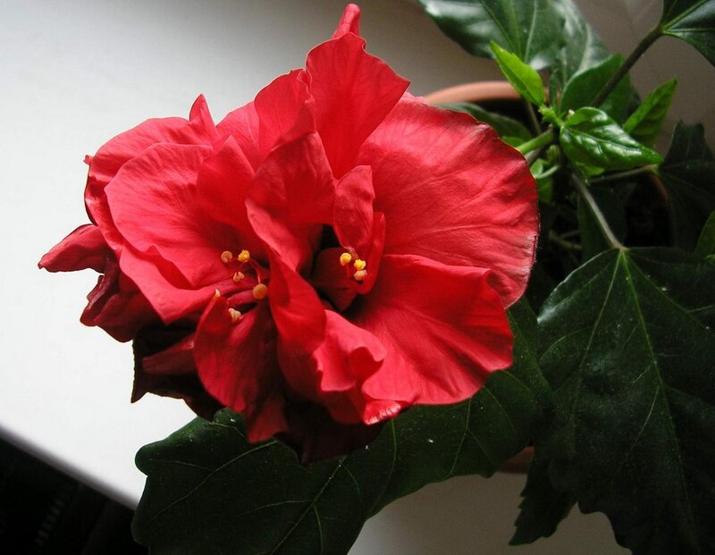 Red Hibiscus Flower — Calm, Photograph, Green Leaves, Pot