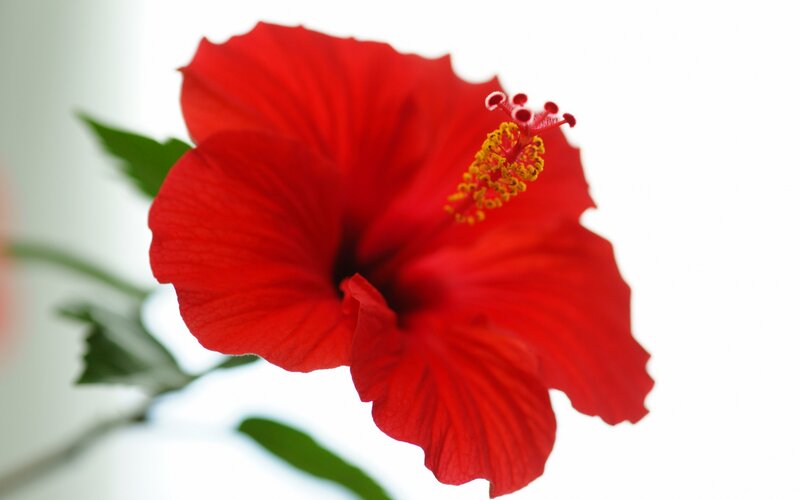 Red Hibiscus Flower — Calm, Photograph, Green Leaves