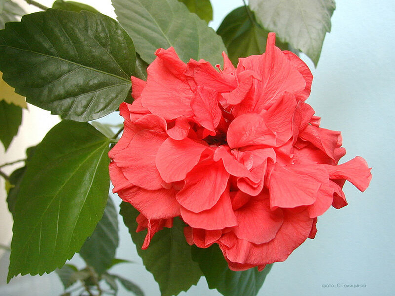 Red Hibiscus Flower — Calm, Photograph