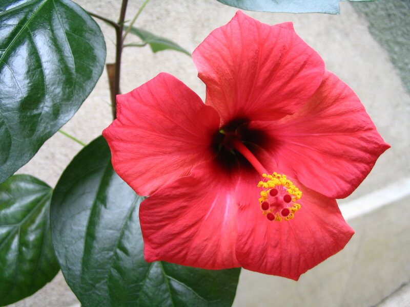 Red Hibiscus Flower — Calm