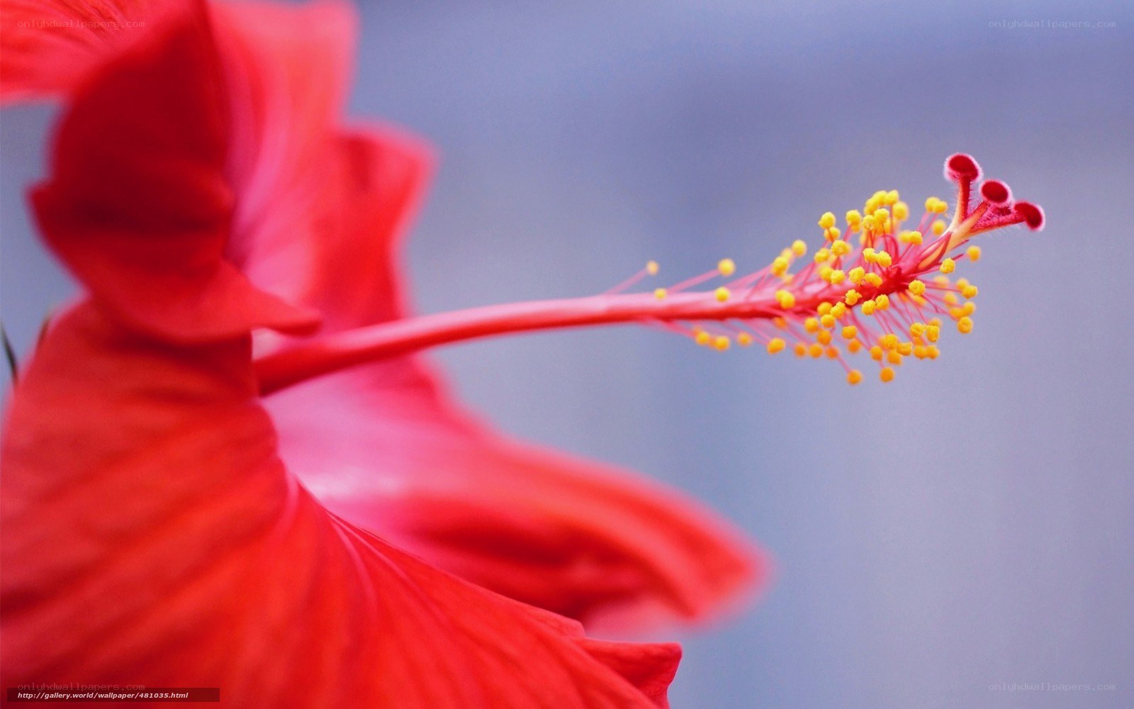 Red hibiscus flower close-up