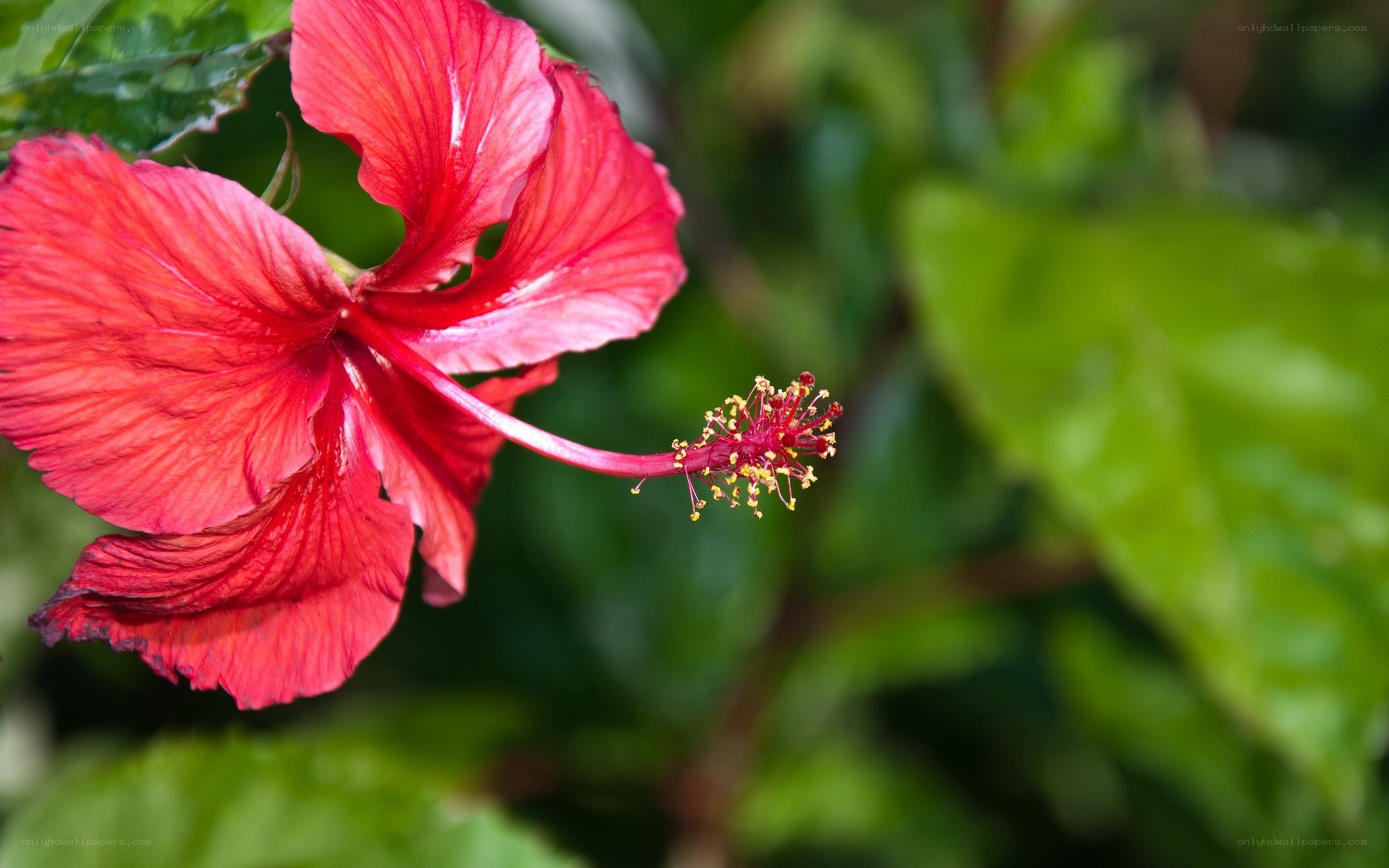 Red hibiscus flower close-up