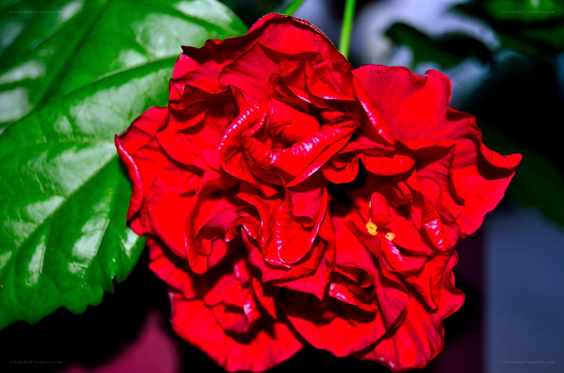 Red hibiscus flower close-up