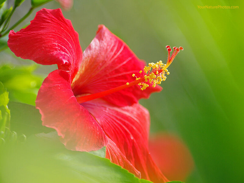 Red hibiscus flower close-up