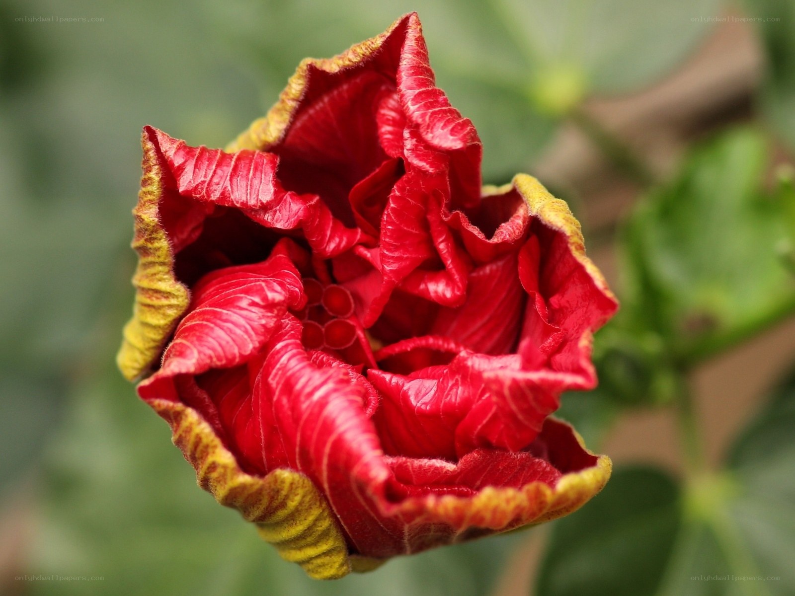 Red hibiscus flower close-up