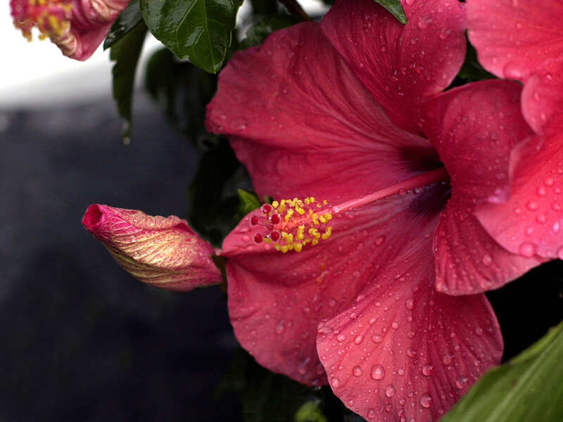 Red Hibiscus Flower — Damp
