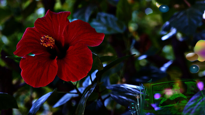 Red Hibiscus Flower — Dark