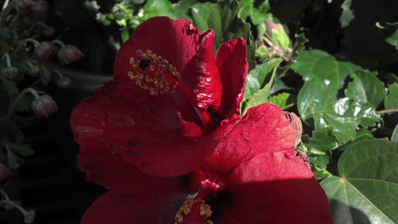Red Hibiscus Flower — Dramatic, Afternoon