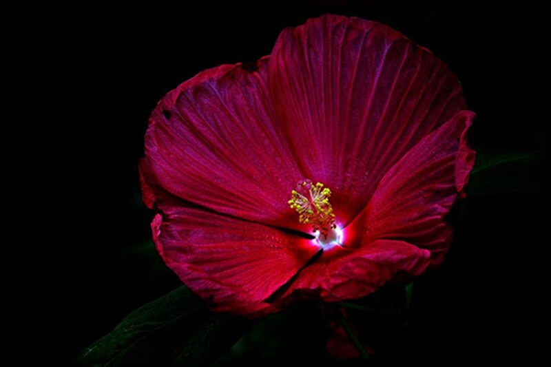 Red Hibiscus Flower — Dramatic, Night, Photograph, Petals