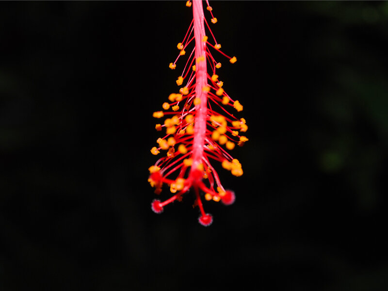 Red Hibiscus Flower — Dramatic, Night, Photograph