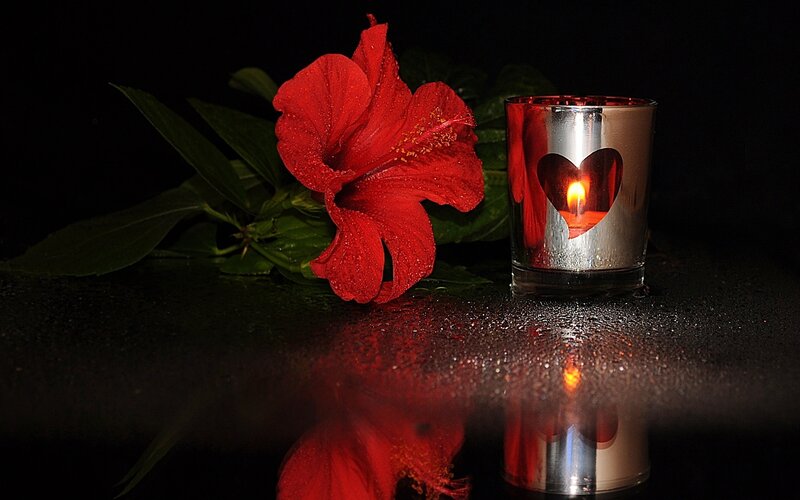 Red Hibiscus Flower — Dramatic, Night