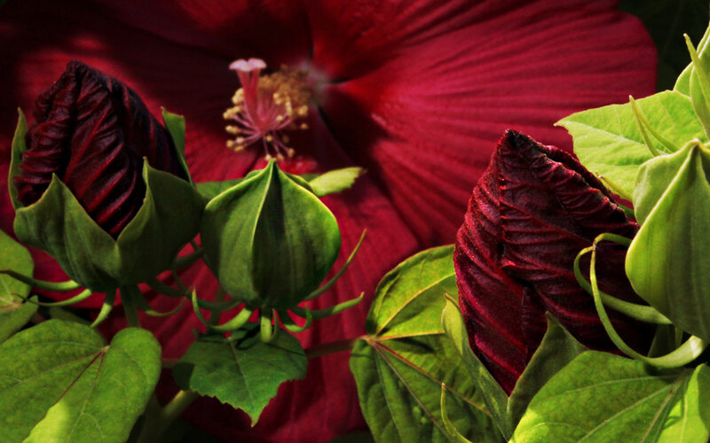 Red Hibiscus Flower — Dramatic, Photograph, Bud, Leaf