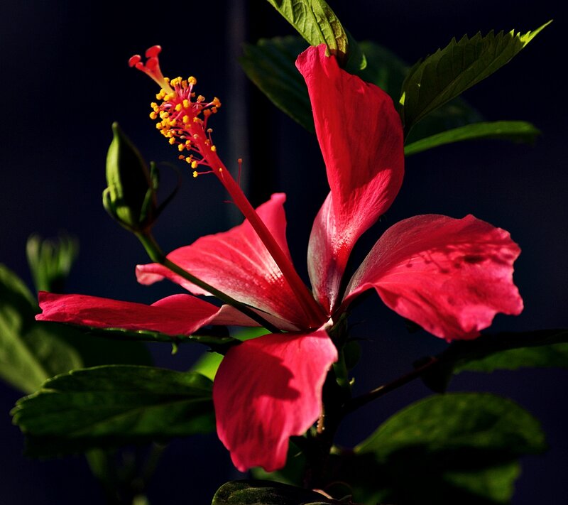 Red Hibiscus Flower — Dramatic, Photograph, Bud
