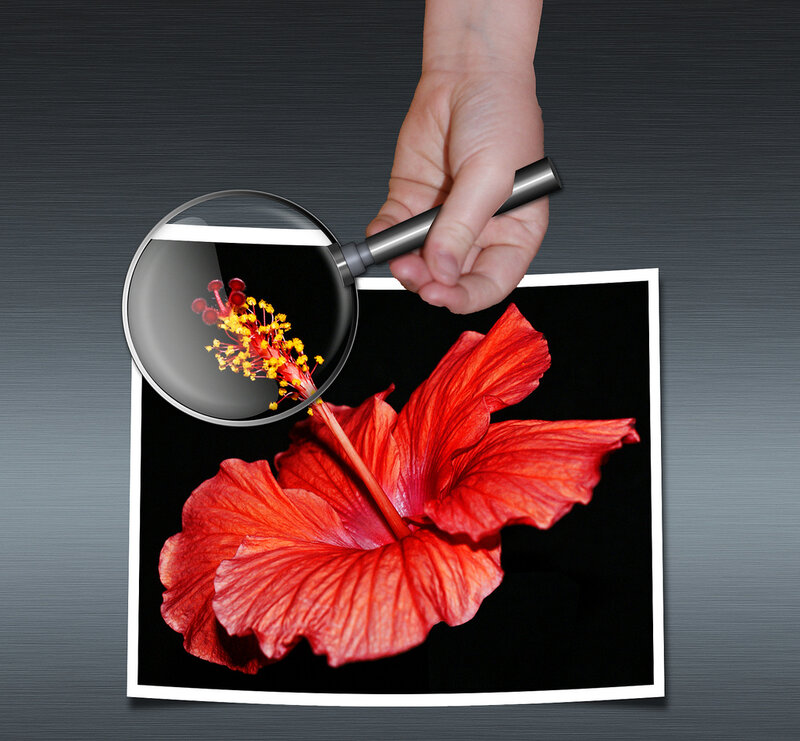 Red Hibiscus Flower — Dramatic, Photograph, Hand