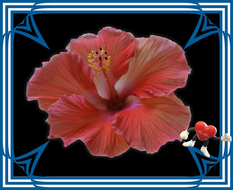 Red Hibiscus Flower — Dramatic, Photograph, Heart-shaped Figure