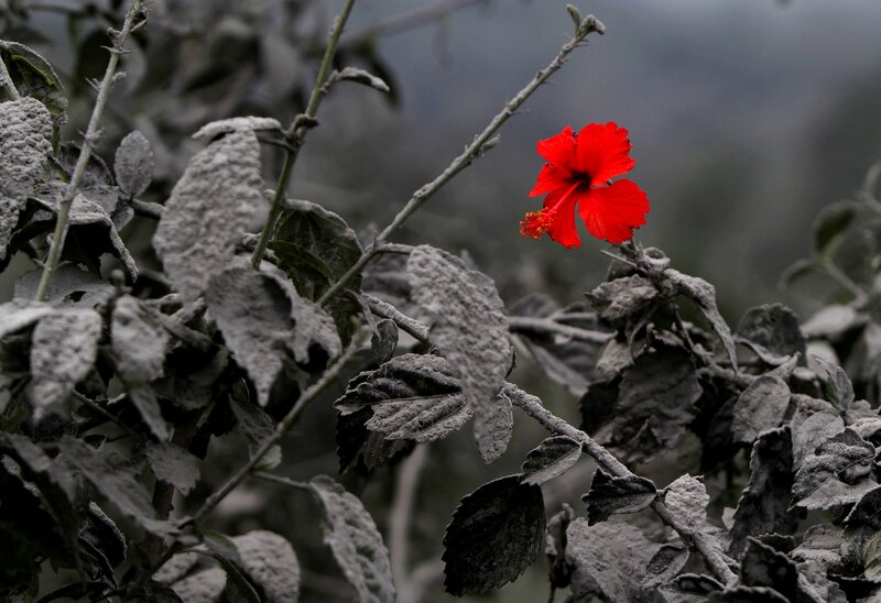 Red Hibiscus Flower — Dramatic, Photograph, Leaves, Dust