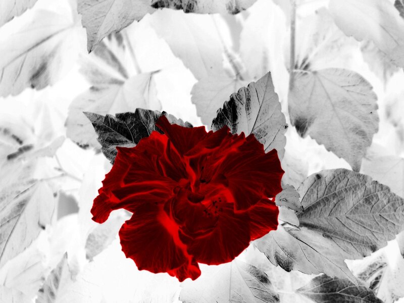 Red Hibiscus Flower — Dramatic, Photograph, Leaves