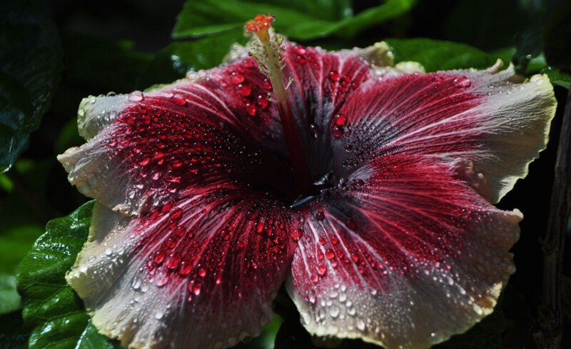 Red Hibiscus Flower — Dramatic, Photograph, Petals, Stamen