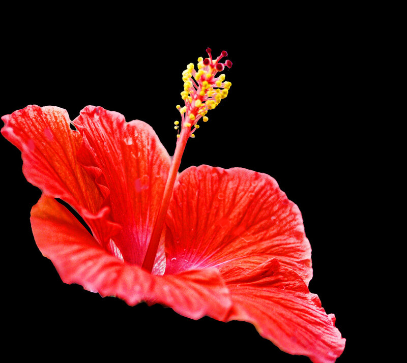 Red Hibiscus Flower — Dramatic, Photograph, Petals
