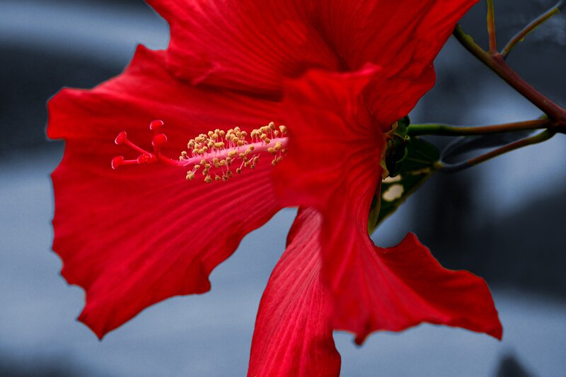 Red Hibiscus Flower — Dramatic, Photograph, Stamen, Petal