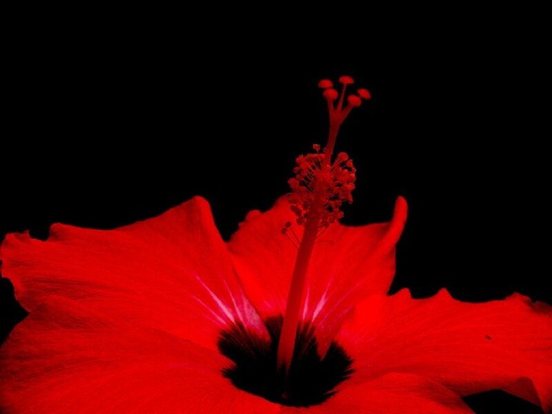 Red Hibiscus Flower — Dramatic, Photograph, Stamen
