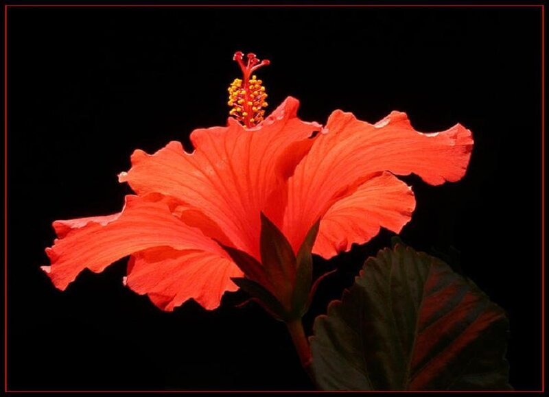 Red Hibiscus Flower — Dramatic, Photograph