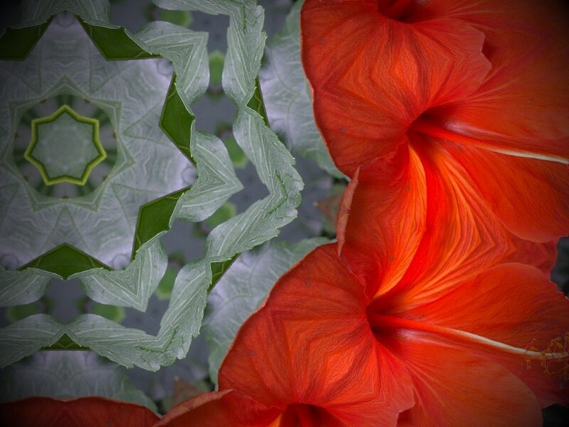 Red Hibiscus Flower — Dramatic
