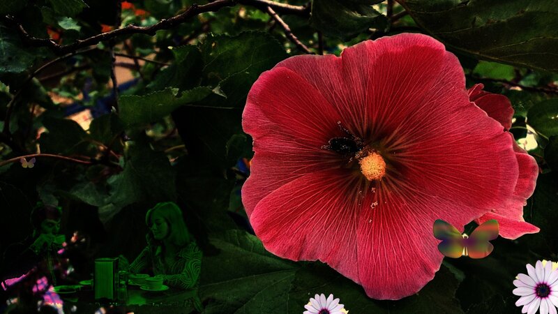 Red Hibiscus Flower — Dreamy